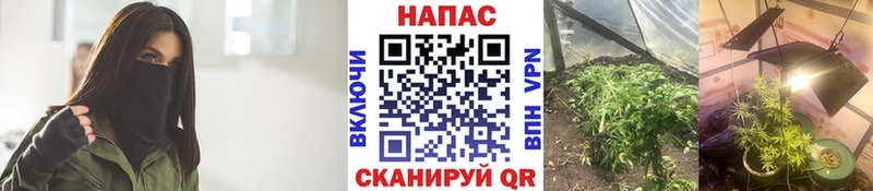 Марихуана планчик Торопец